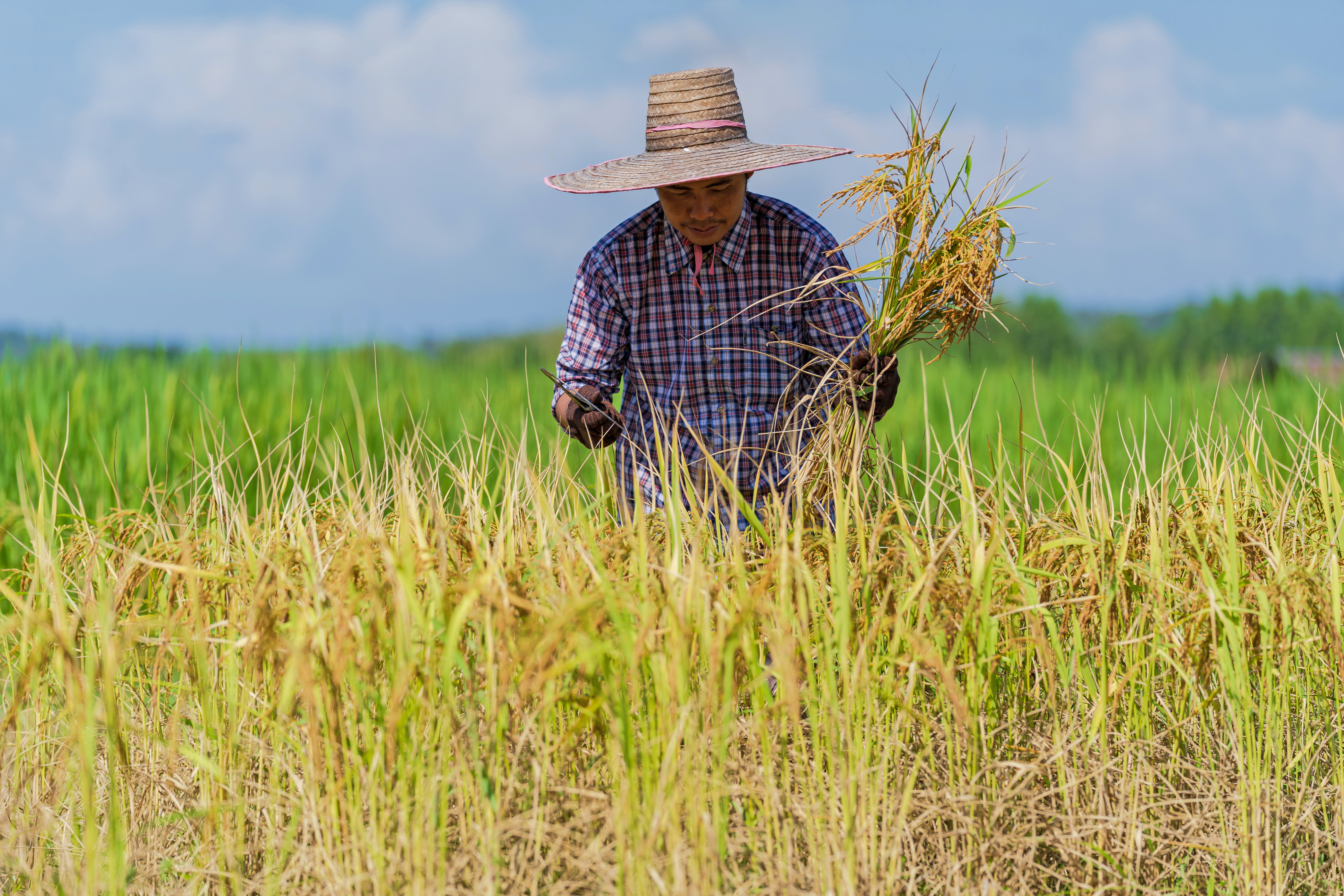 agricultura