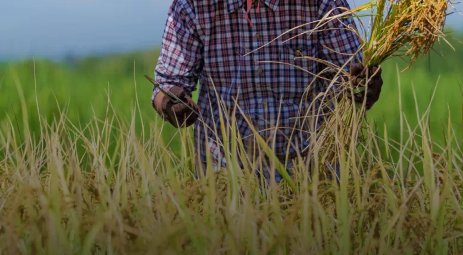 Agricultură